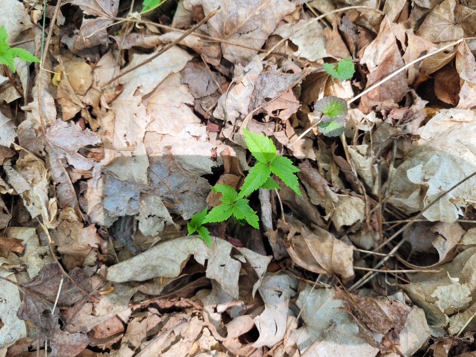 American Ginseng Seeds for Planting (50 Seeds) Ready to Plant, P. quinquefolius