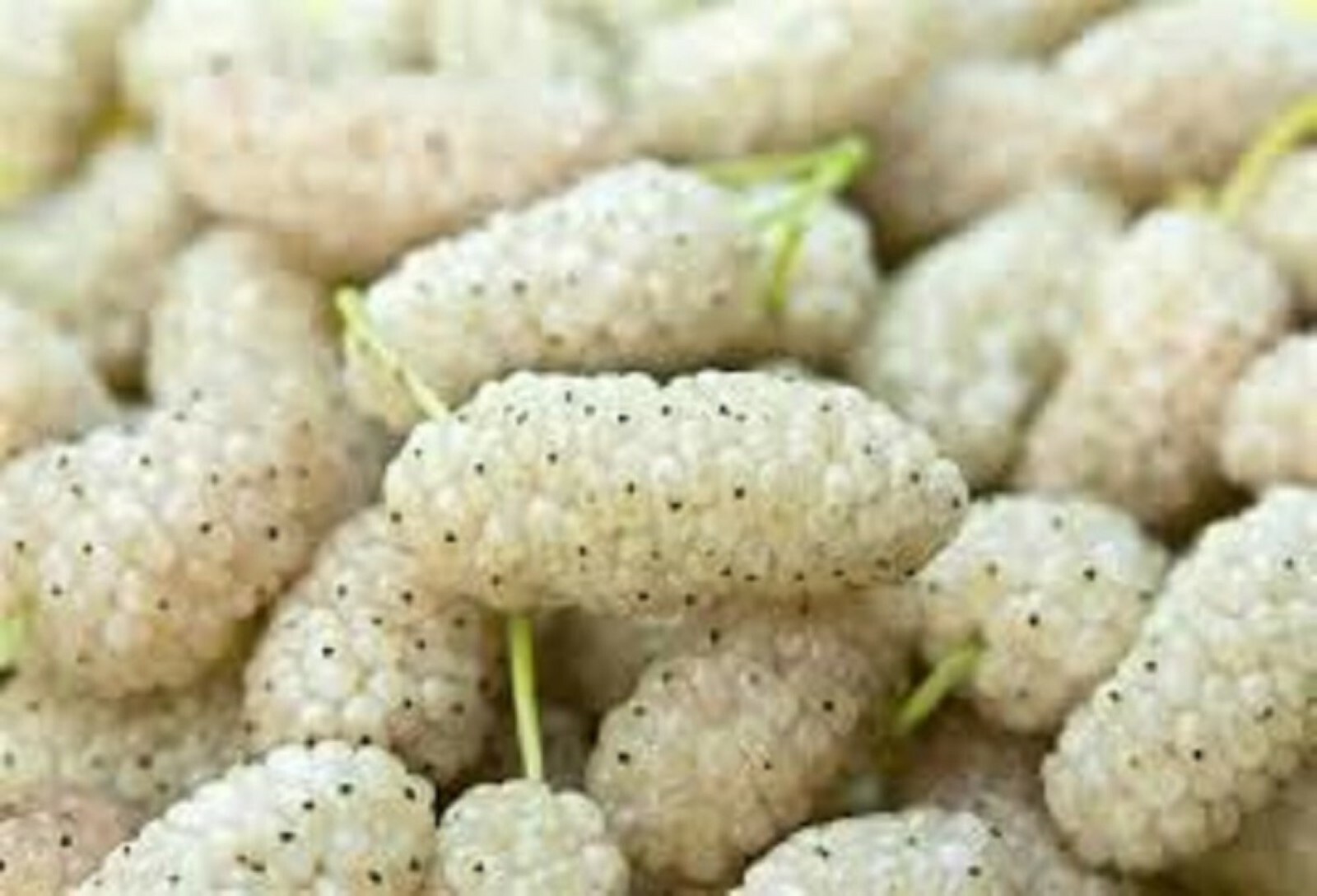 1-2 year old White Mulberry (Morus alba) plant, Russian, 12-18″ tall
