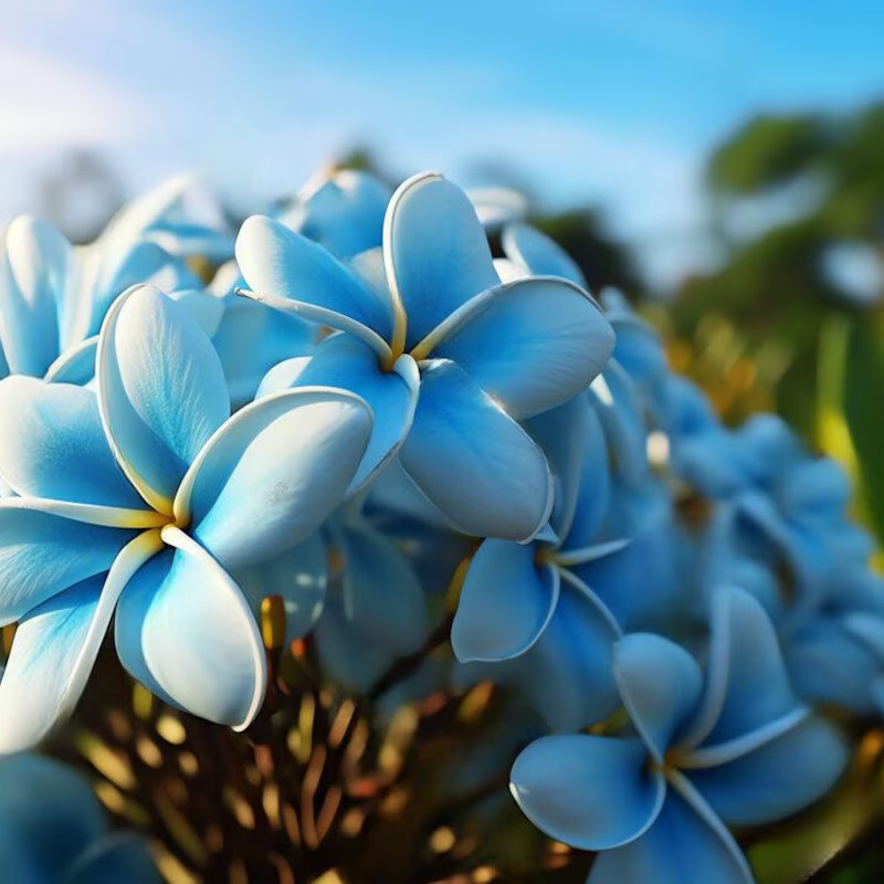 5 Blue Plumeria Seeds Perennial Flowers Seed Frangipani US SELLER