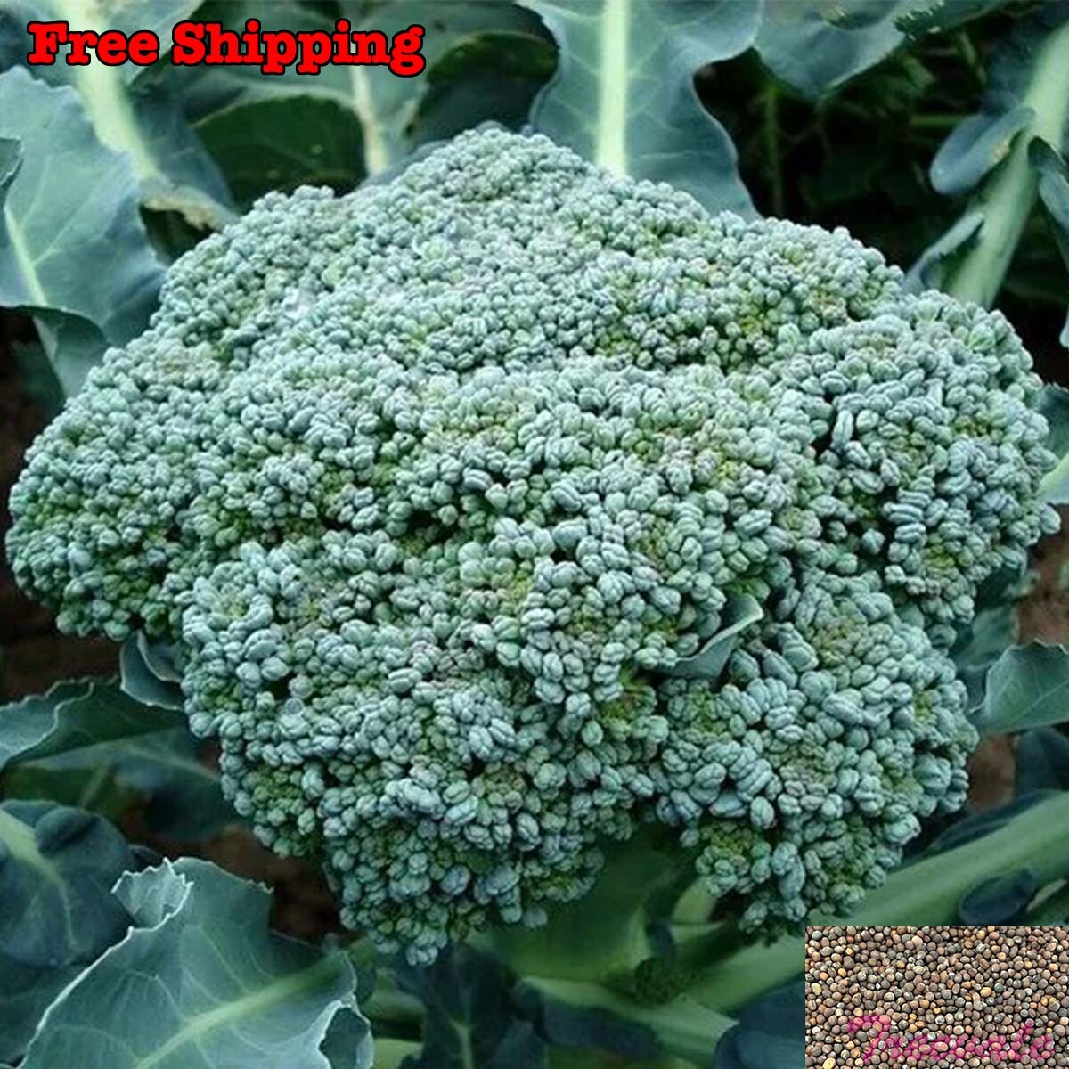 Broccoli Seeds | Waltham 29 Broccoli Seeds | NON-GMO