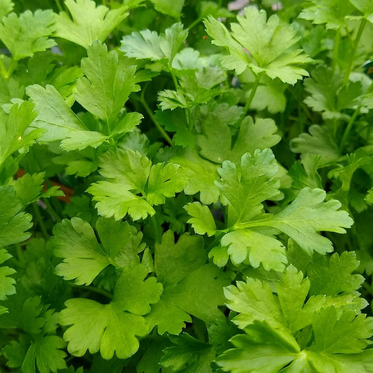 1 Oz Italian Giant Parsley Seeds – Everwilde Farms Mylar Seed Packet