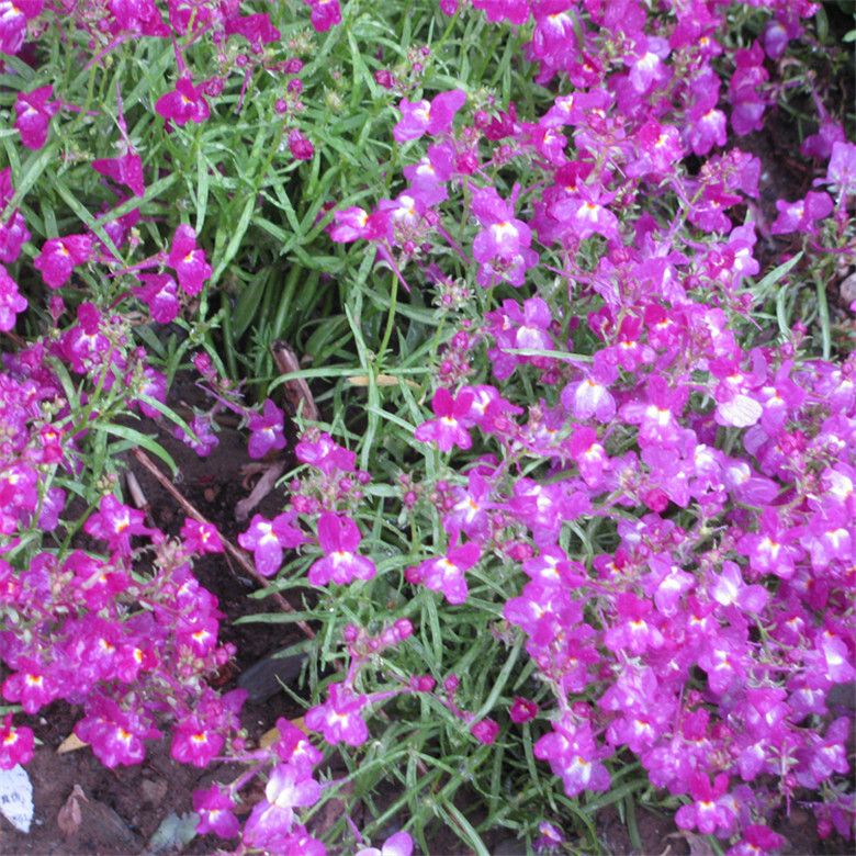 1000+ SEEDS LINARIA VULGARIS toadflax for germination flowering bloom garden bed