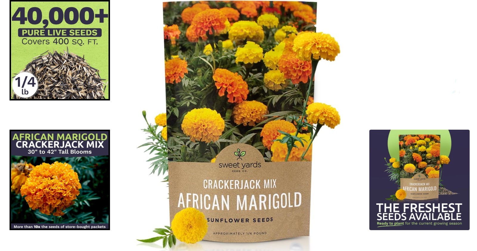 Stunning African Marigold Seeds – 1/4 lb Bag, 40,000 Seeds for Easy Gardening