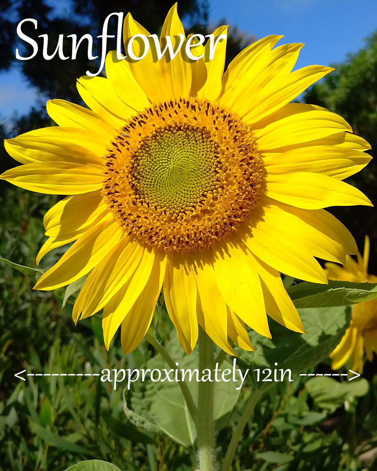 Mammoth Grey Stripe Sunflower 15 SEEDS BIG!!