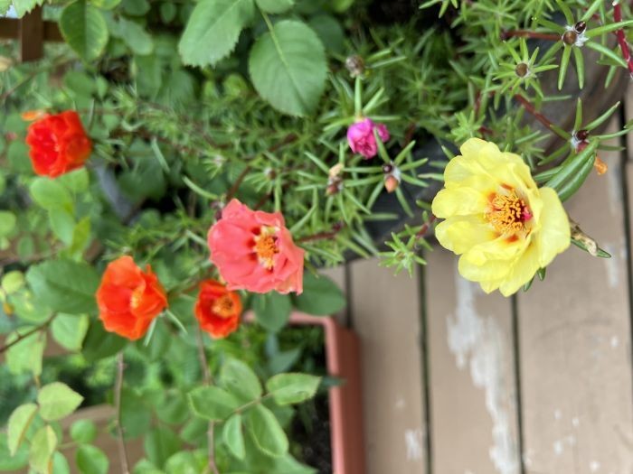 100 Moss Rose Seeds Double Flowering Mix Free Shipping & Tracking