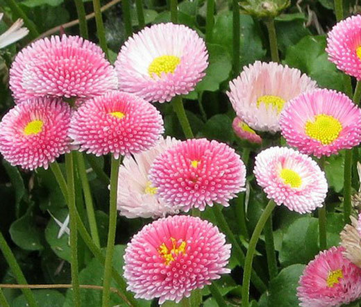 DAISY ENGLISH Bellis Perennis – 6,000 Bulk Seeds