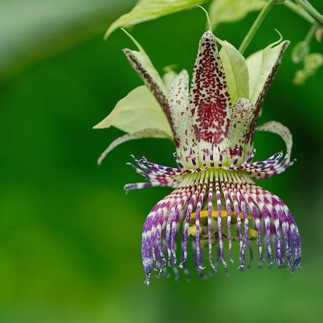 PASSION FLOWER Seeds BULK *Free Shipping* Passiflora maliformis Vine Seeds