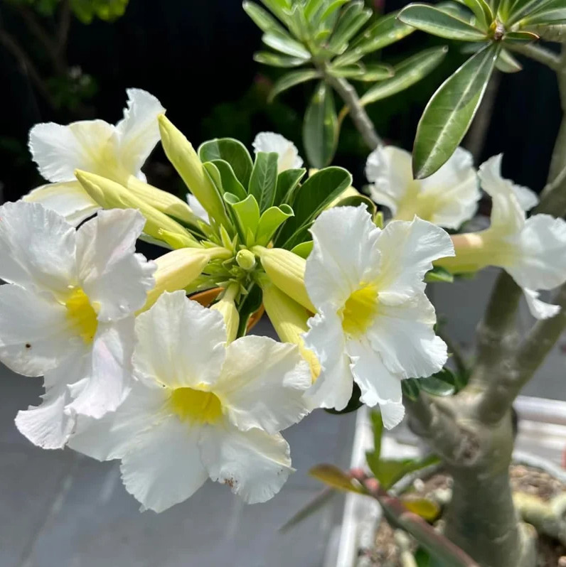 White Desert Rose Live Starter Plant – 3-6″ Tall – Adenium Obesum Succulent