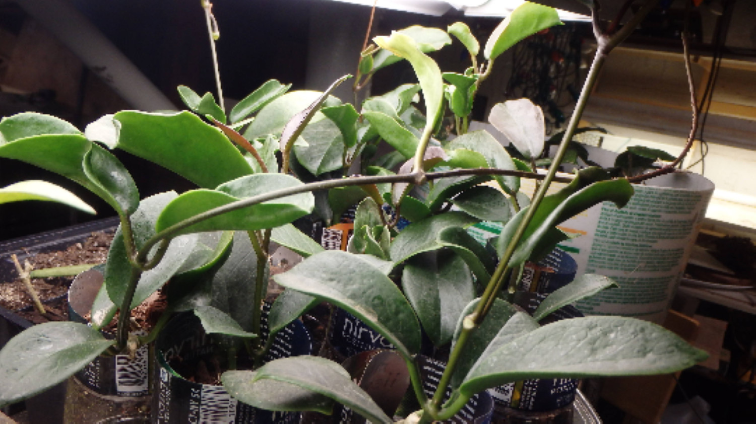 Hoya Keysii (Hoya australis) 1yo plant with 5-6 leaves well rooted
