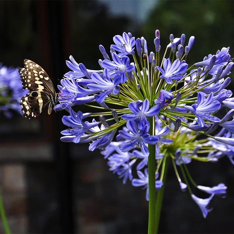 25 Dwarf Blue Lily of The Nile Flower Seeds Agapanthus “Peter Pan” House Plant