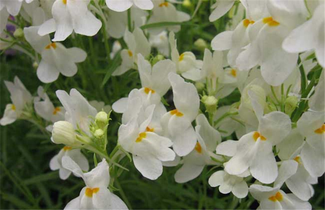 1000+ SEEDS LINARIA VULGARIS toadflax for germination flowering bloom garden bed