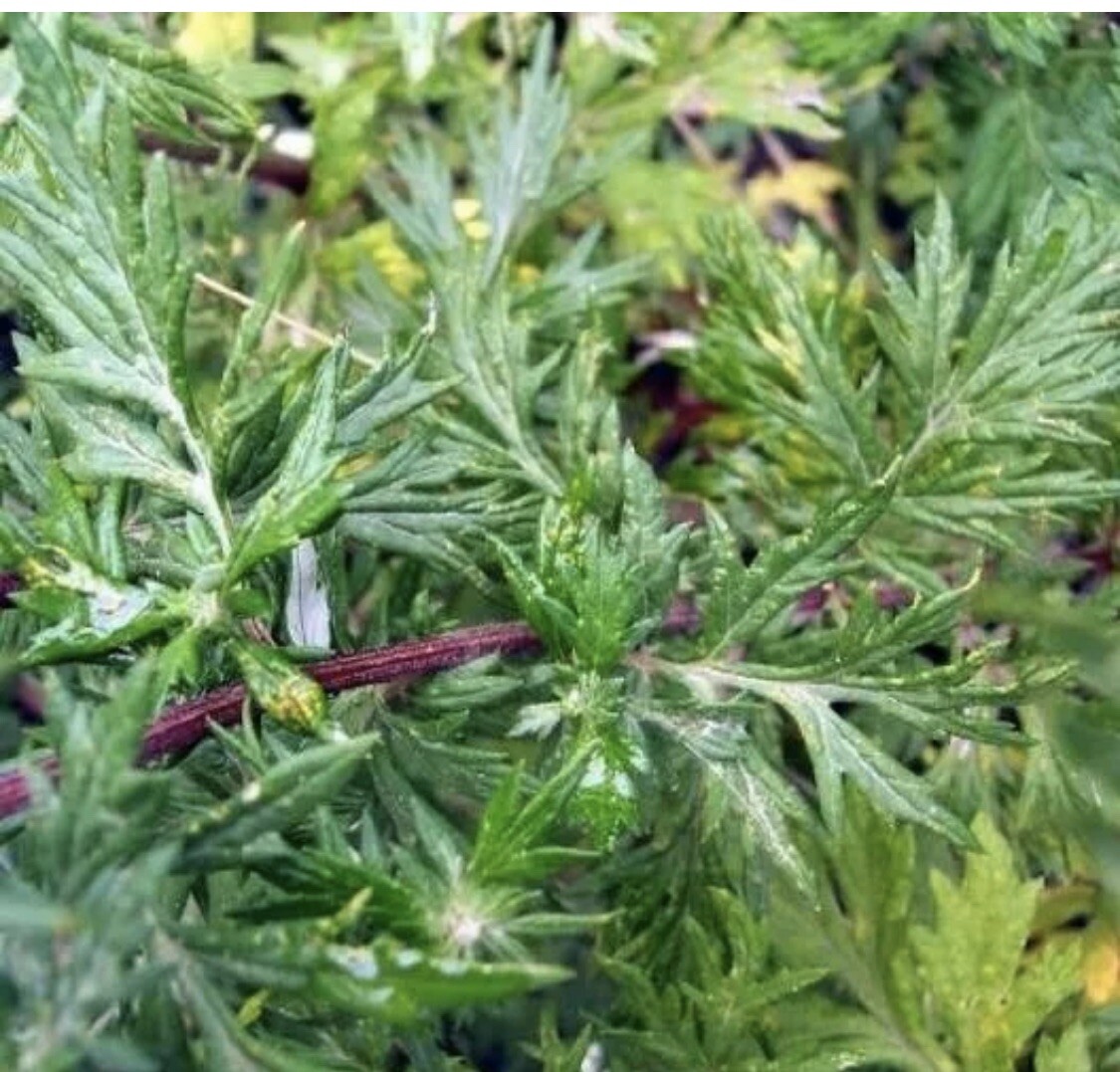 100+ MUGWORT Wormwood HERB SEEDS Magic Medicinal Culinary Heirloom Perennial Usa