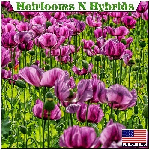 20,000 Hungarian Stratified Papaever Somniferum Poppy Seeds For Planting Organic