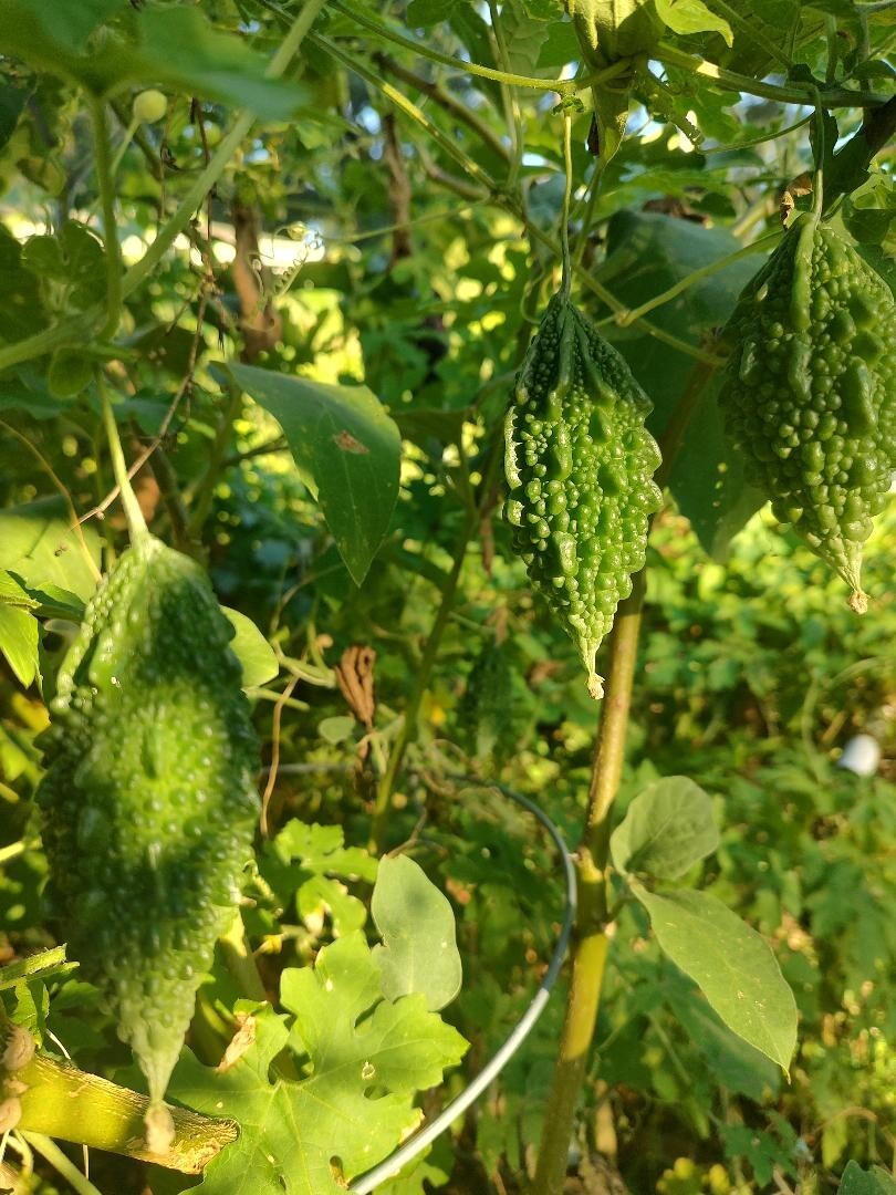 Indian Bitter Melon 10 Seeds–Organically Home grown!