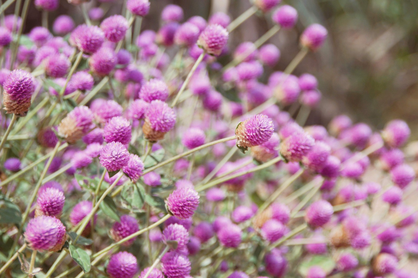 50 GLOBE AMARANTH MIX Gomphrena Globosa Mixed Colors Amaranthus Flower Seeds