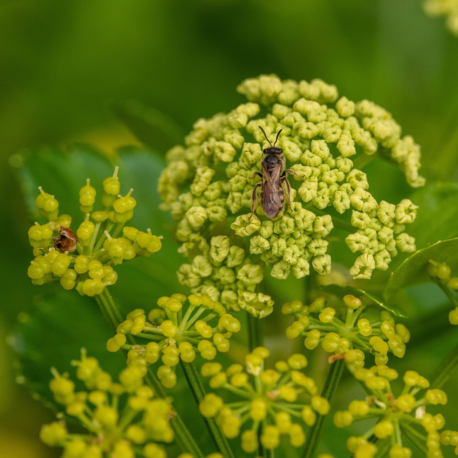 Alexanders, Black Lovage Seeds (Smyrnium olusatrum) ~Traditional Herb Garden