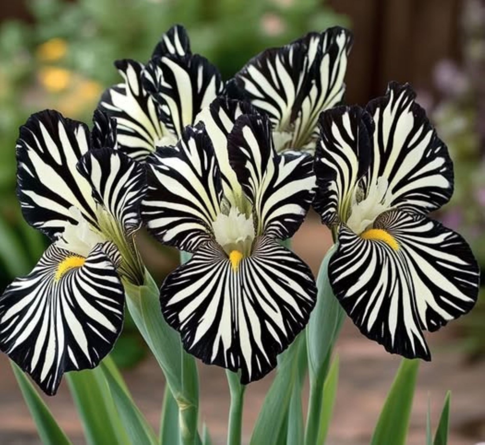 50 Iris Seeds Zebra Black + White Much Less Money Than Bulbs !