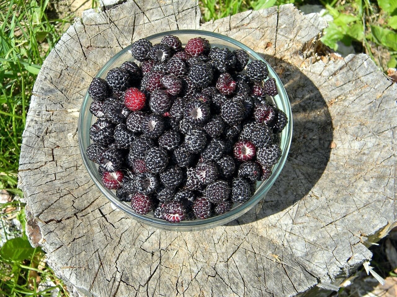 Black Raspberry Bush Seeds, Sweet & Pesticide-Free, Shipped with Tracking