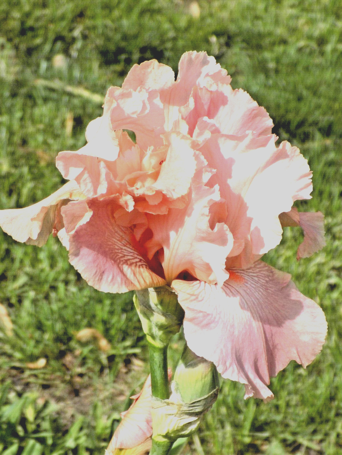 — WOW! GORGEOUS! & CHEAP!!! PINK IRIS “BEVERLY SILLS”