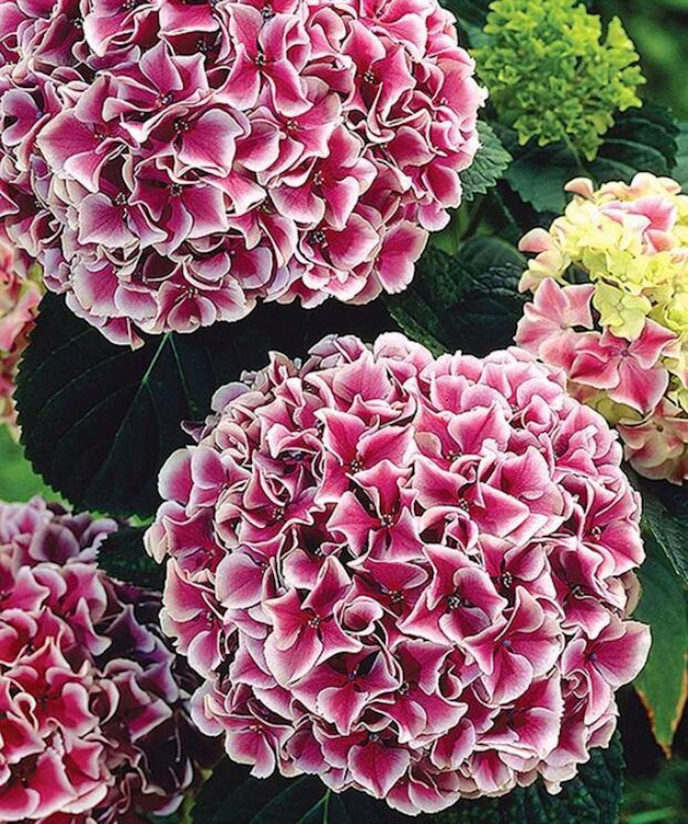20 EXOTIC RARE HYDRANGEA SEEDS for garden bloom flower bed plant bush USA SELLER