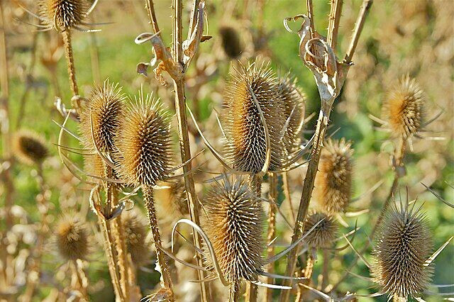 PURPLE TEASEL 100 SEEDS, DIPSACUS FULLONUM, USA SELLER
