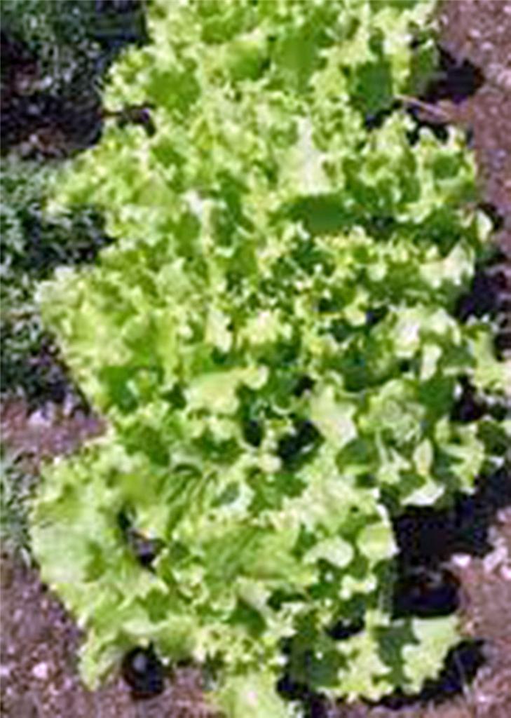 LETTUCE SEED, LEAF LETTUCE, GRAND RAPID, HEIRLOOM, NON GMO, 1000 SEEDS,