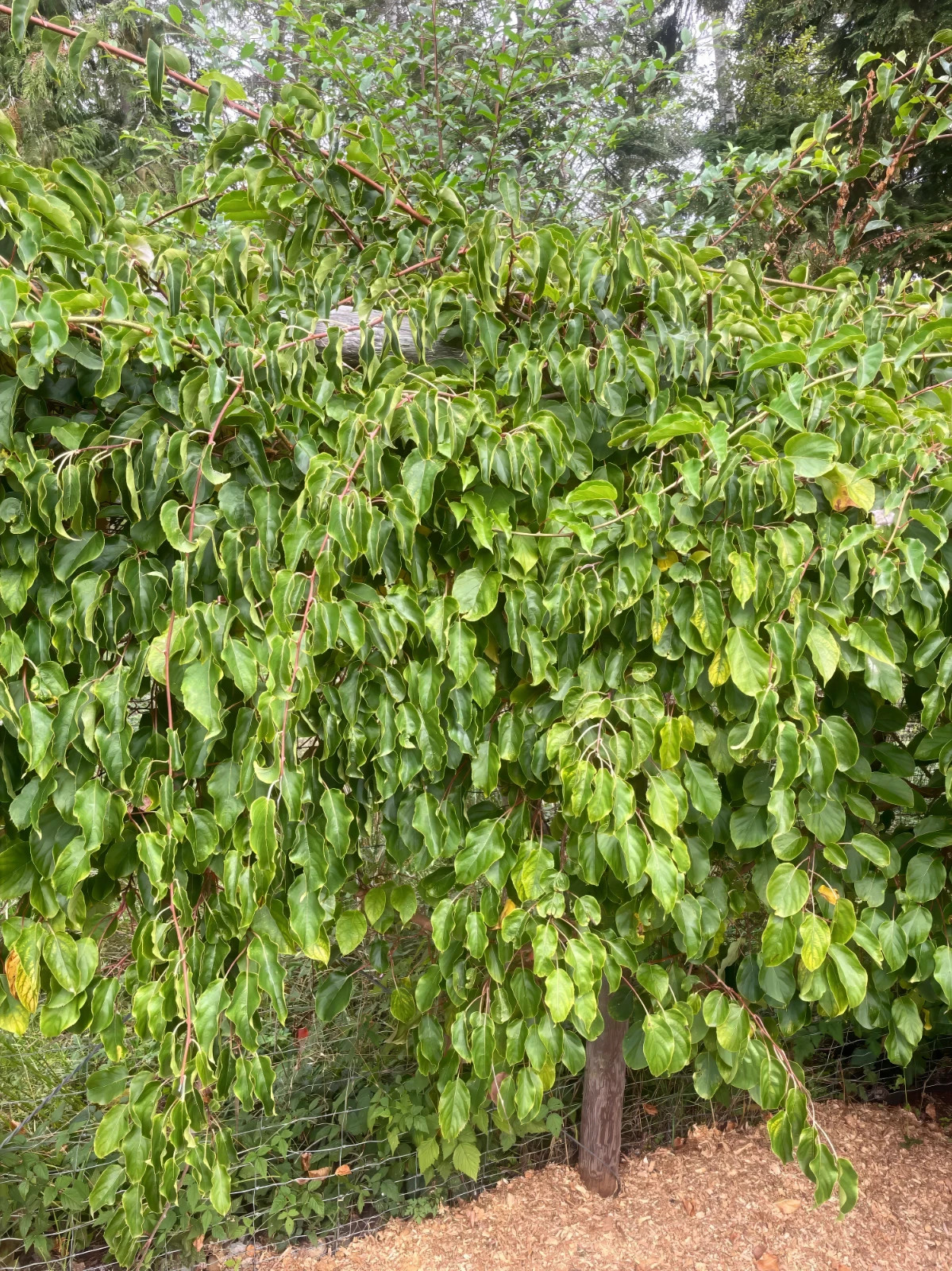 Issai Kiwi Seeds Arctic Grape Berry Superfruit Garden Plant Cold Hardy Fast Vine