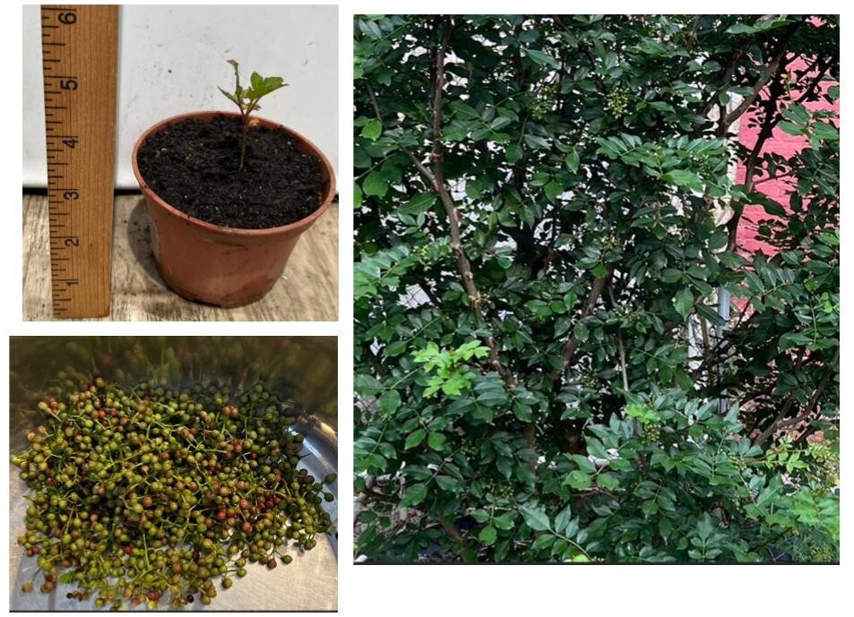 Live Plant Sichuan pepper seedling tree (Zanthoxylum Simulans, 2-3″) – No Pot