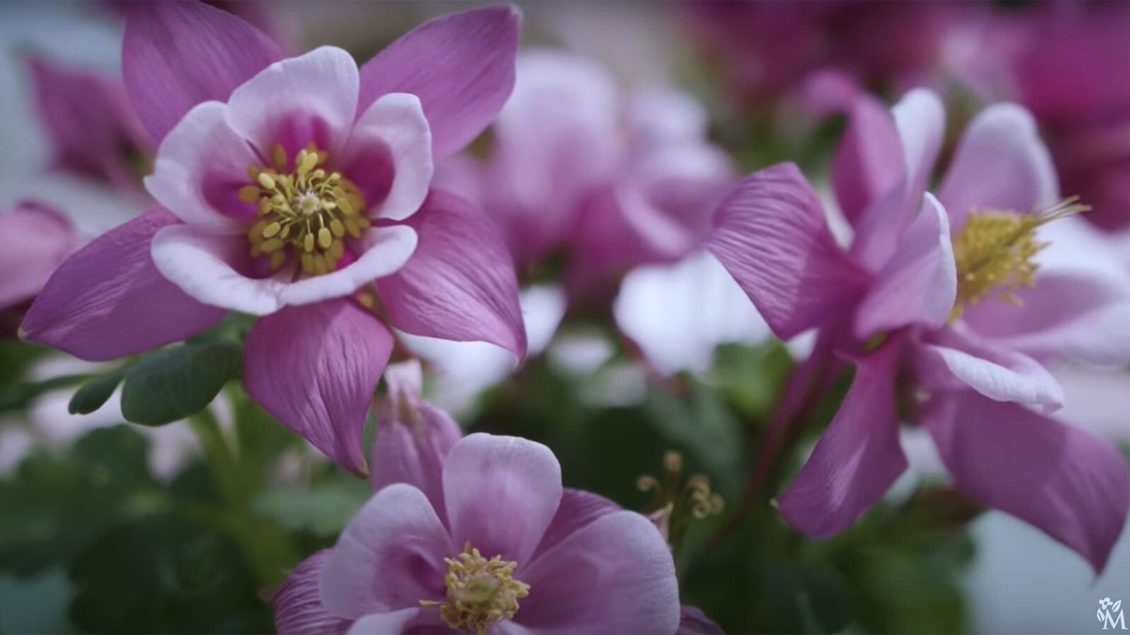 50 to 1000 Columbine Flower Seeds – Tyrian Purple Plum Color