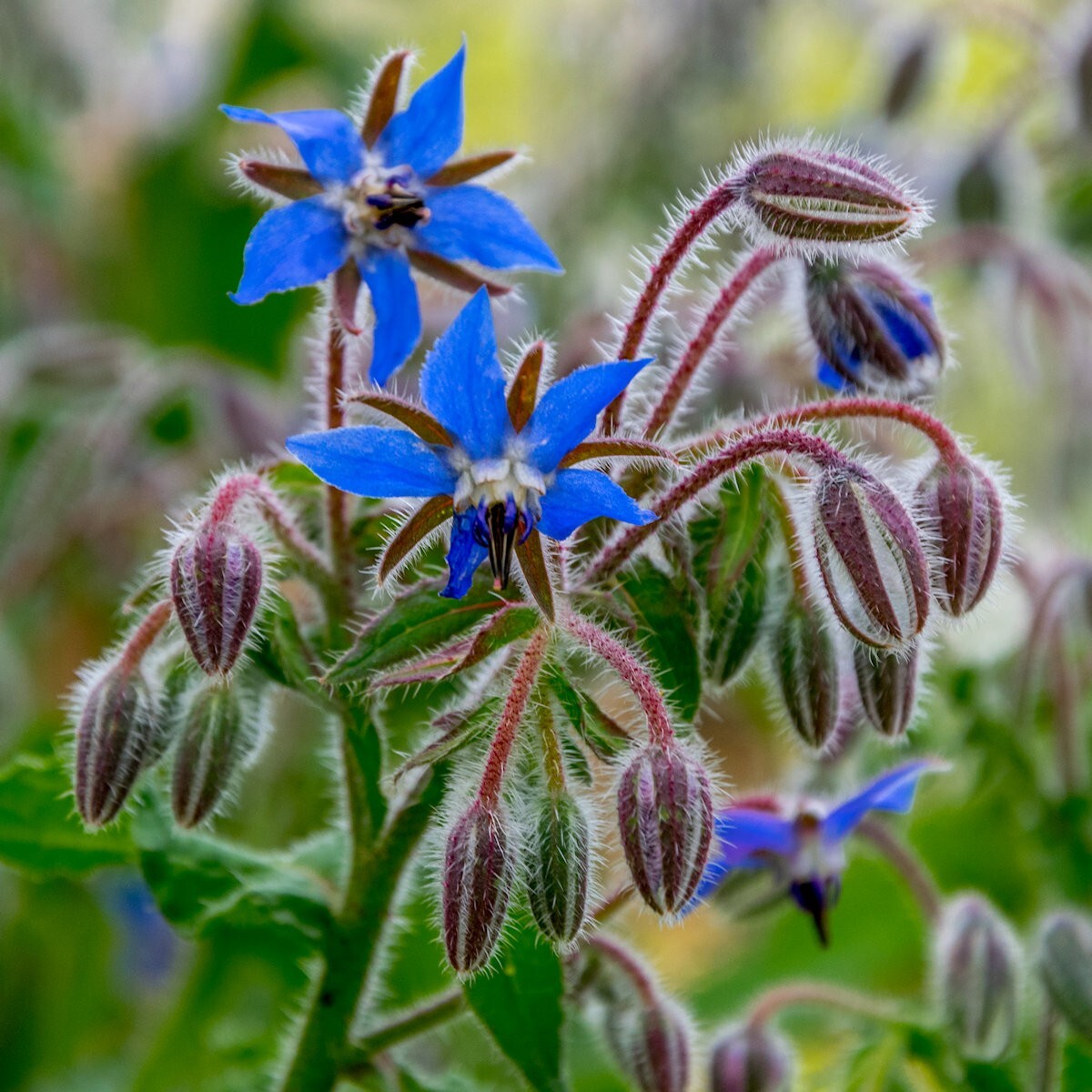 1/4 Lb Borage Herb Seeds – Everwilde Farms Mylar Seed Packet