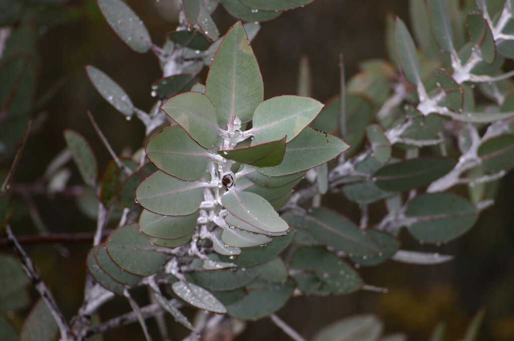 Eucalyptus pleurocarpa (tetragona) Seeds – ‘Tallerack’ – Silver Leaf