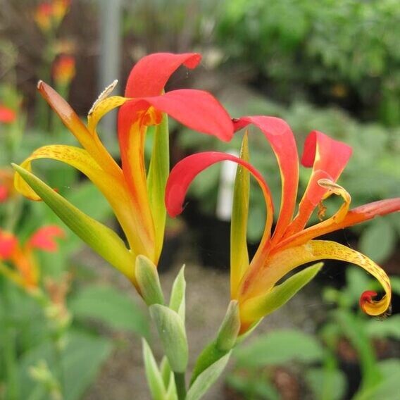 2 Canna Indica / Indian Shot Red/yellow Plant Pond Marginal Yard Edible