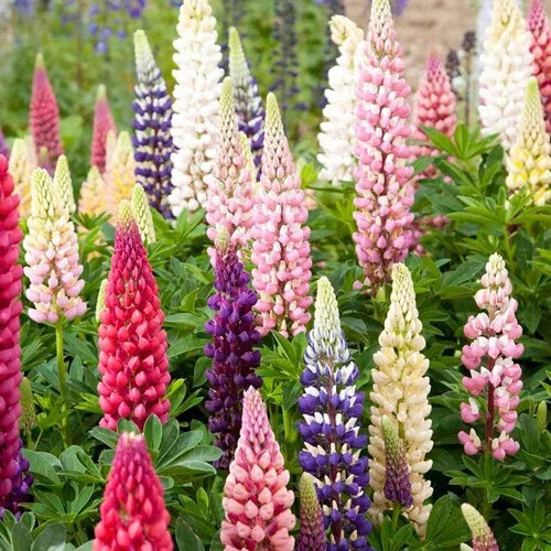 Russell Lupine Seeds | 50 – 1,000 Seeds | Non-GMO | Free Shipping | 1254