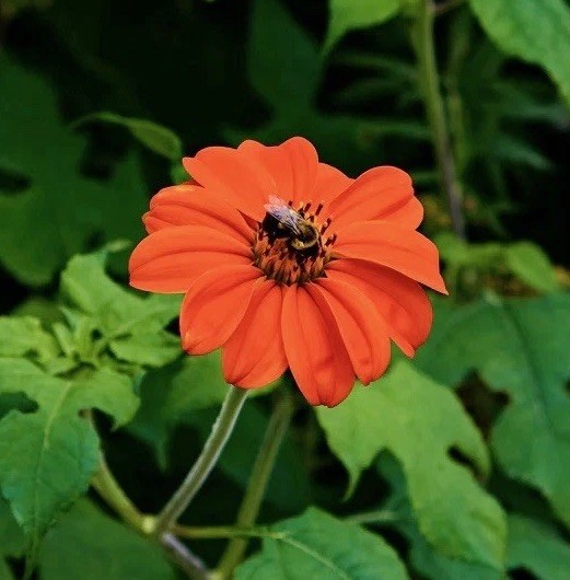50 Mexican Sunflower Seeds -Torch Tithonia rotundifolia-Drought & Heat Tolerant