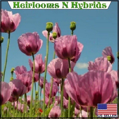 Mixed Organic P Somniferum Poppy Seeds Hungarian, Czech, Dutch, Turkish 10,000