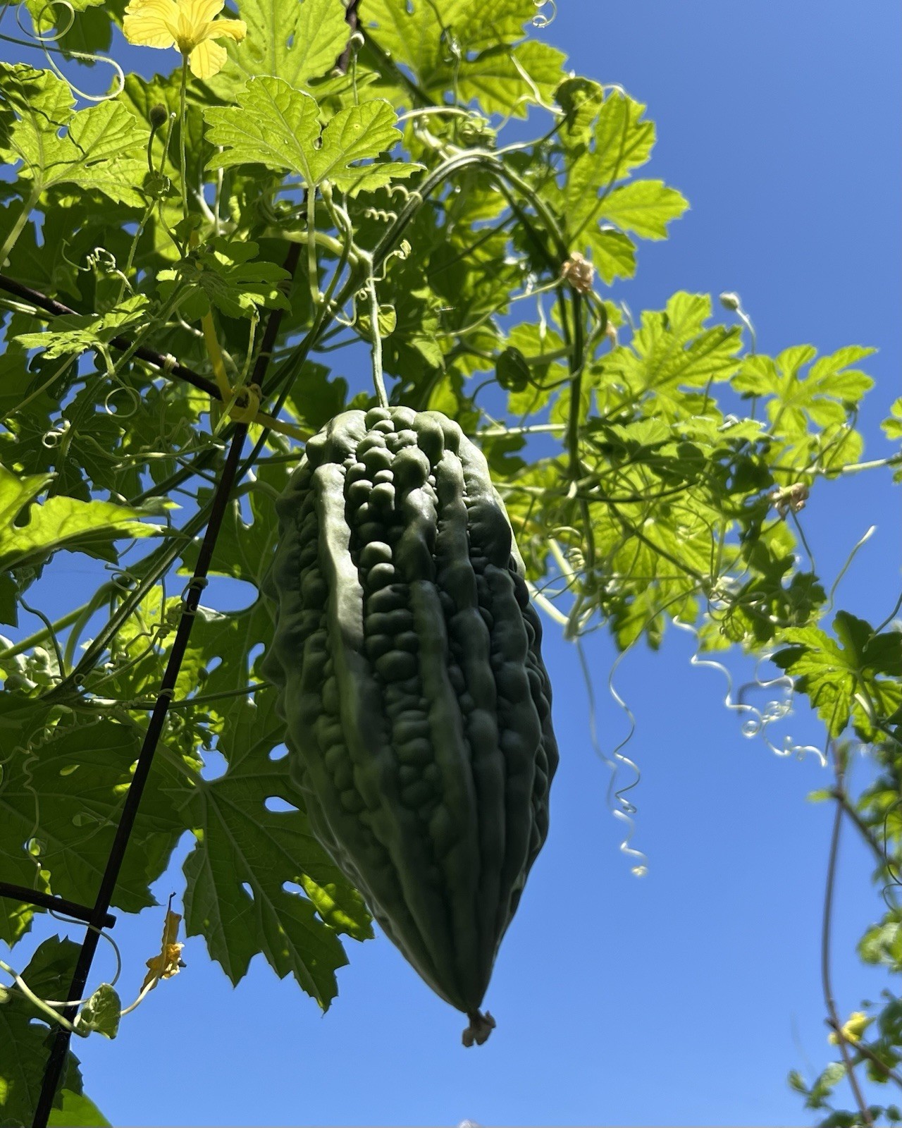 BitterMelon Starter Plant With Pot Live Vegetable Ready To Plant