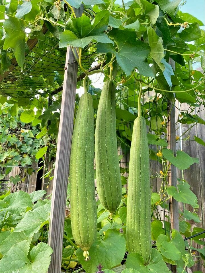 30 LUFFA SPONGE SEEEDS – ROUND – HEIRLOOMS –