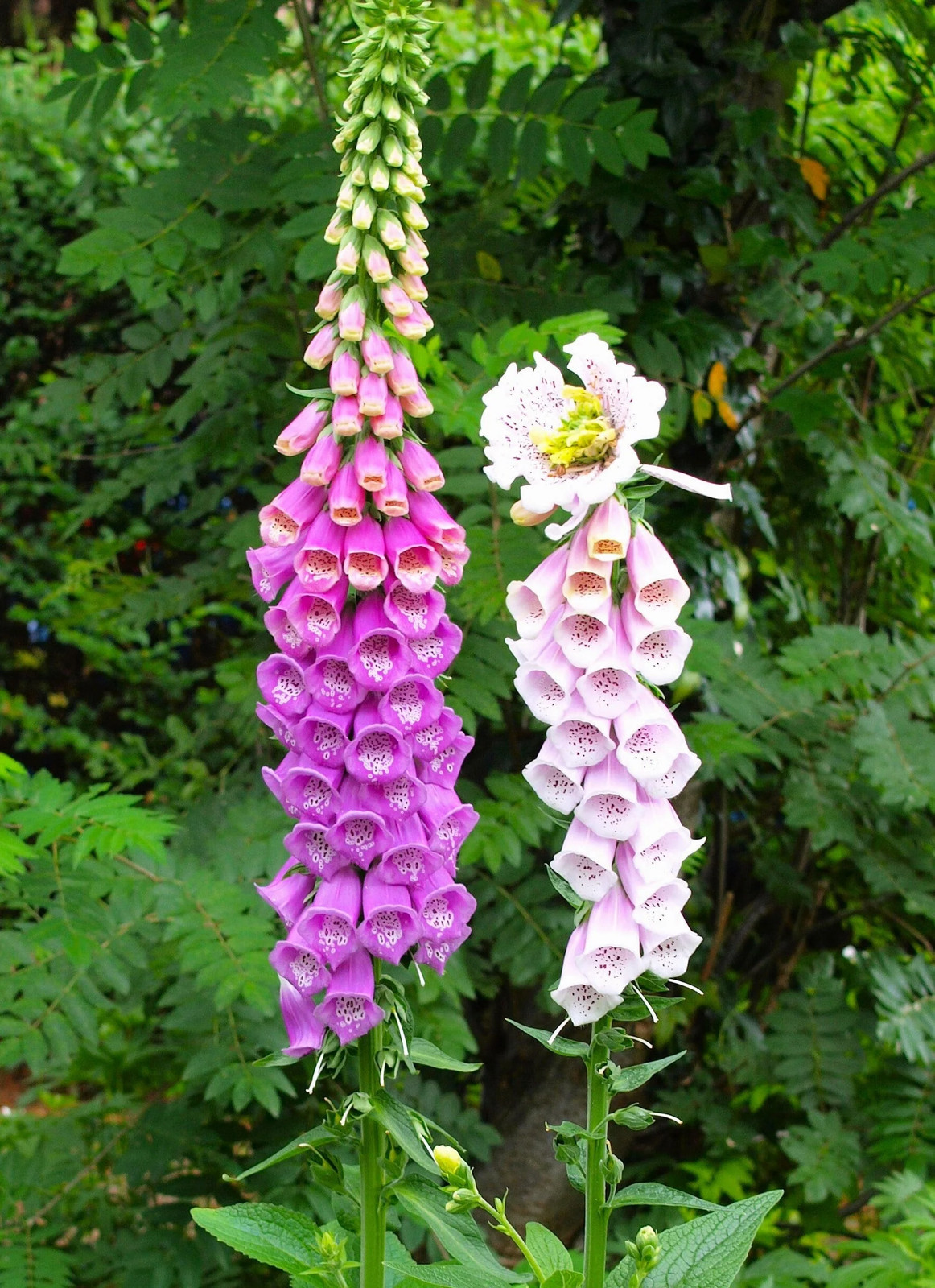 Foxglove Seeds | Mixed Colors Purple Perennial Tall Pollinator Flower Seed 2025