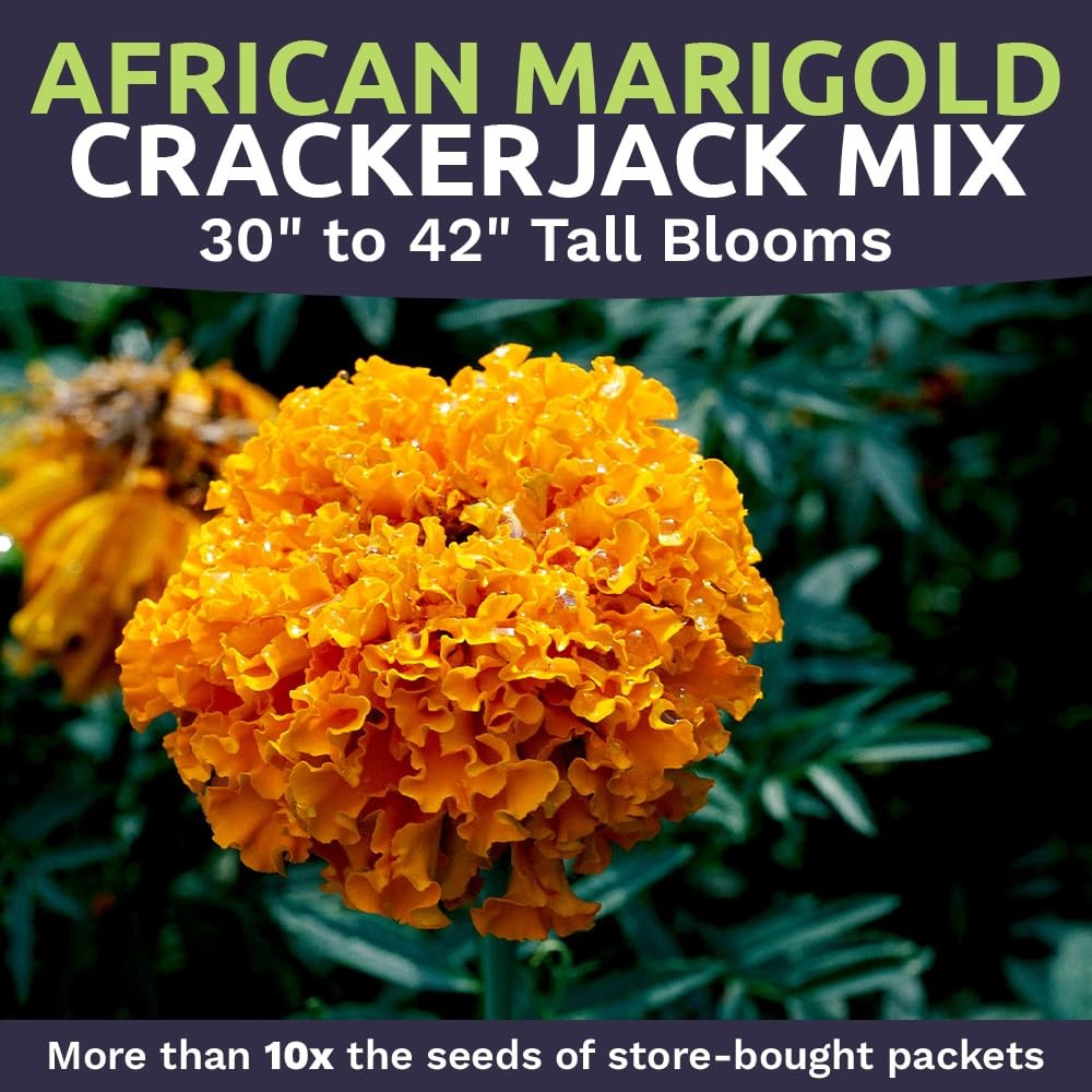 African Marigold Seeds Crackerjack Mix 4 Ounce (Pack of 1), Yellow and Orange
