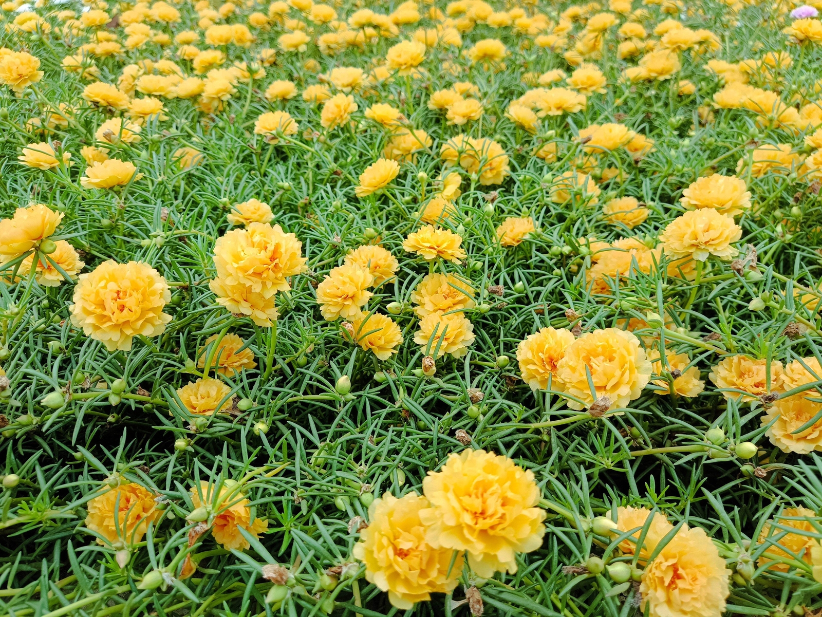 100 YELLOW PORTULACA Grandiflora / MOSS ROSE Gold Flower Seeds *Comb S/H