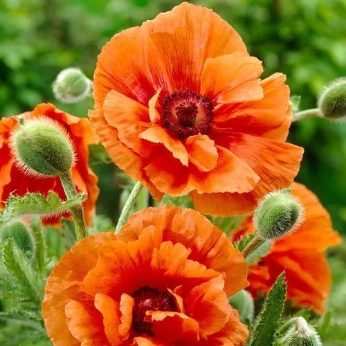 10,000+ Mixed Oriental Poppy Seeds – Perennial Organic Flower Mix – Giant Blooms