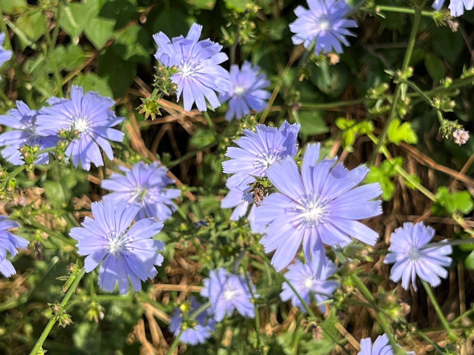 1000 CHICORY Blue Daisy Coffeeweed Succory Cicorium Intybus Flower Herb Seeds