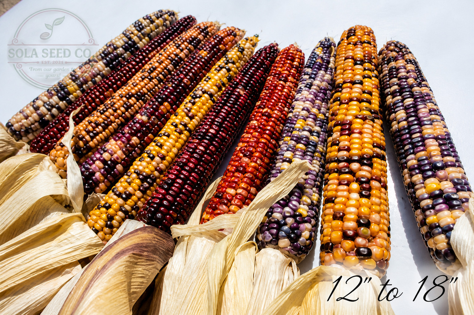 25 Rare Giant Indian Corn Seeds, Colorful Massive Ears, Free and Fast Shipping