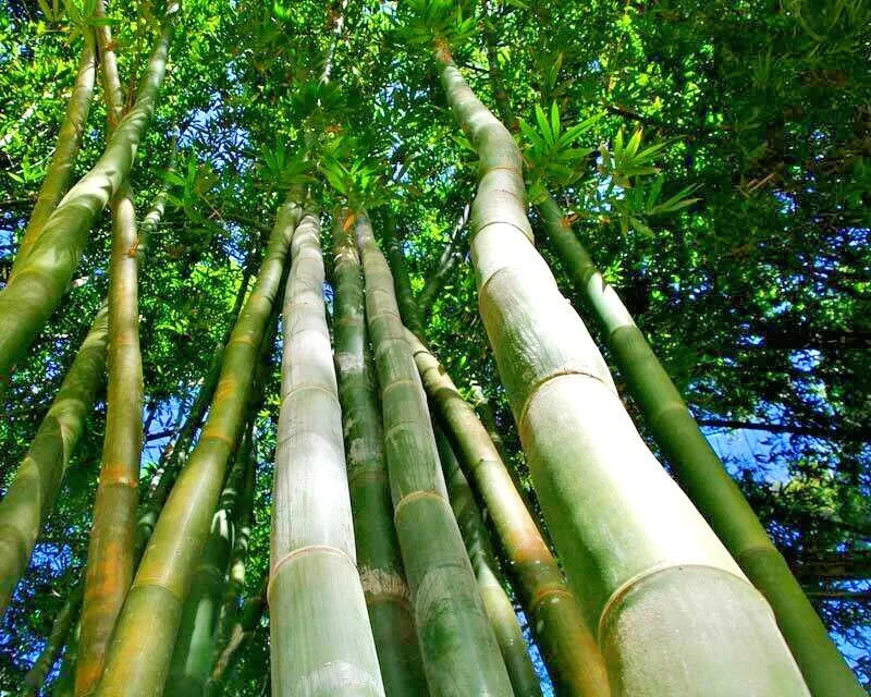 10 GIANT TIMBER BAMBOO SEEDS – Bambusa Oldamii
