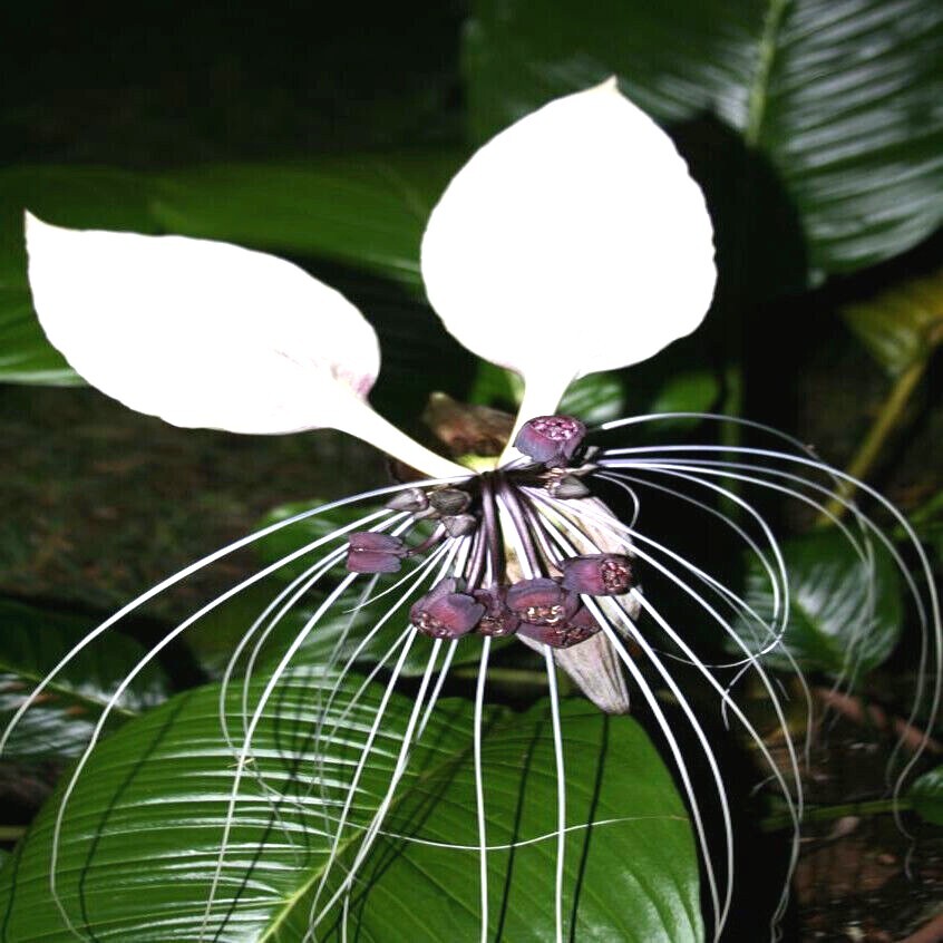 10 White Bat Orchid Flower Seeds (Tacca Integrifolia) Exotic Tropical Houseplant