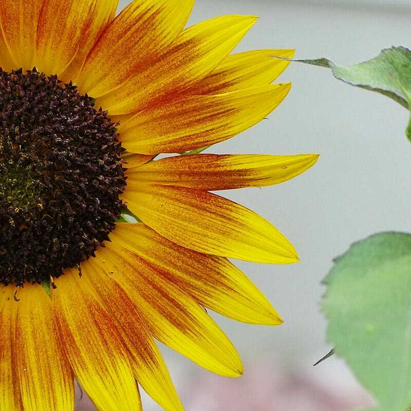 Sunflower AUTUMN BEAUTY MIX Branching Multiple Flowers Non-GMO 100 Seeds