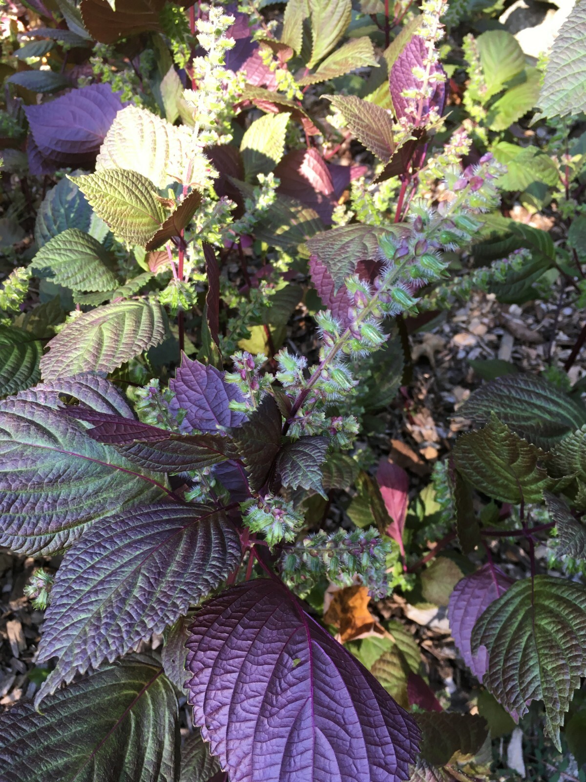 Beefsteak (Perilla Frutescens) 50 Seeds