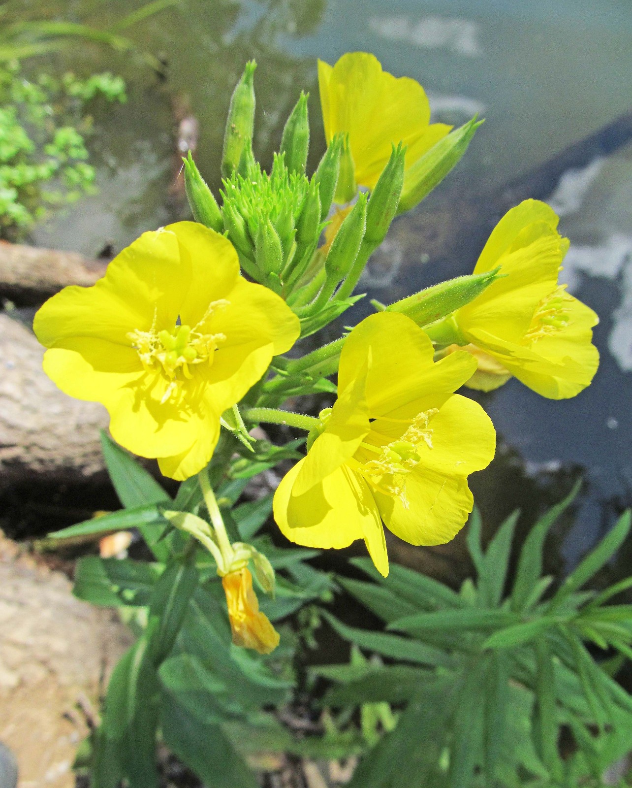 Common Evening Primrose Seeds – Stunning Yellow Wildflower Bulk Sizes Medicinal