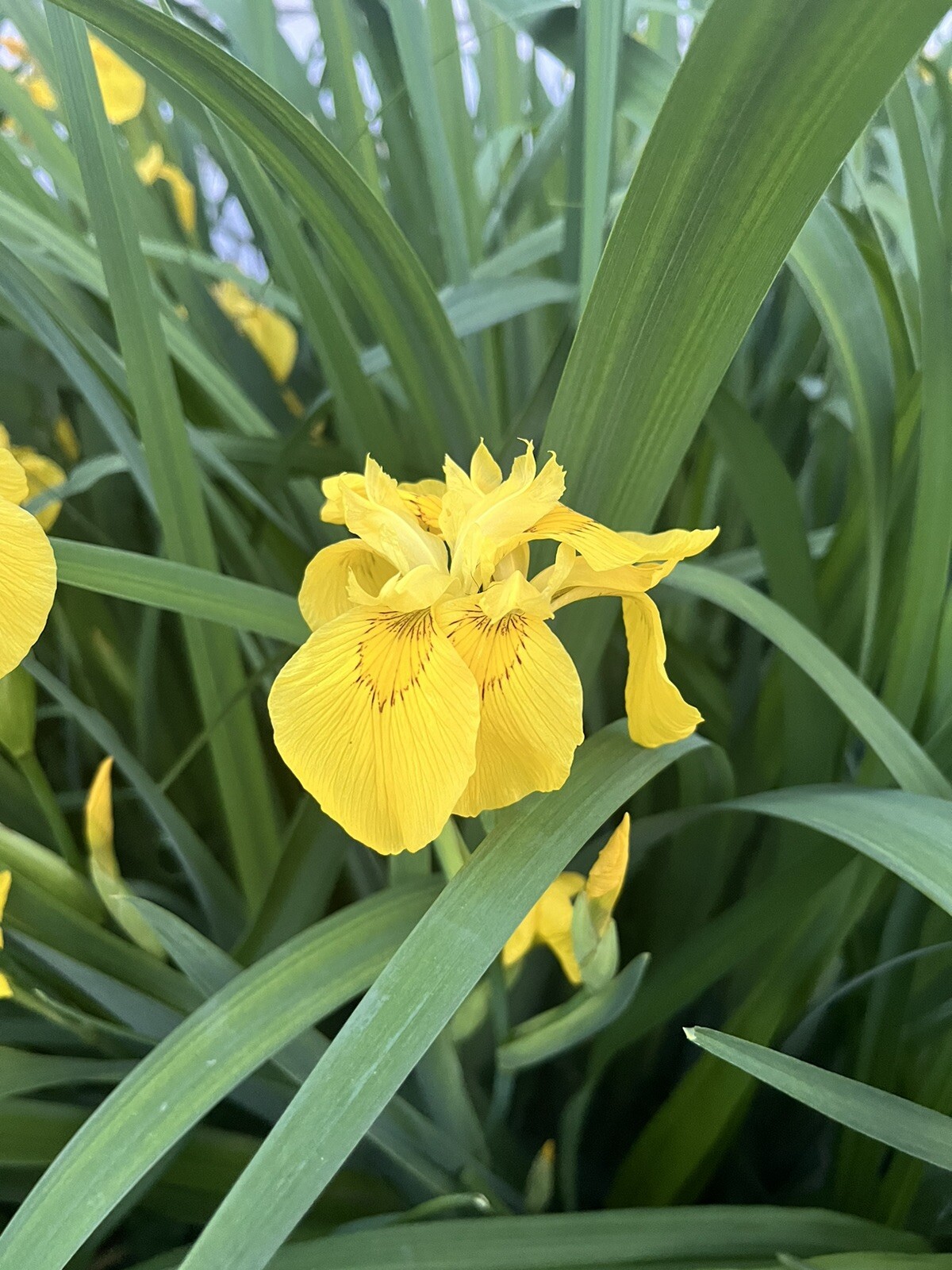 Siberian iris Yellow bare roots perennial 2 per order