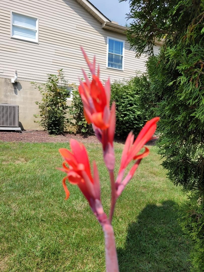 25 Canna Lily Seeds -Musifolio -Red Flwr -Bronze Leaf -6-10 ft tall Free Ship